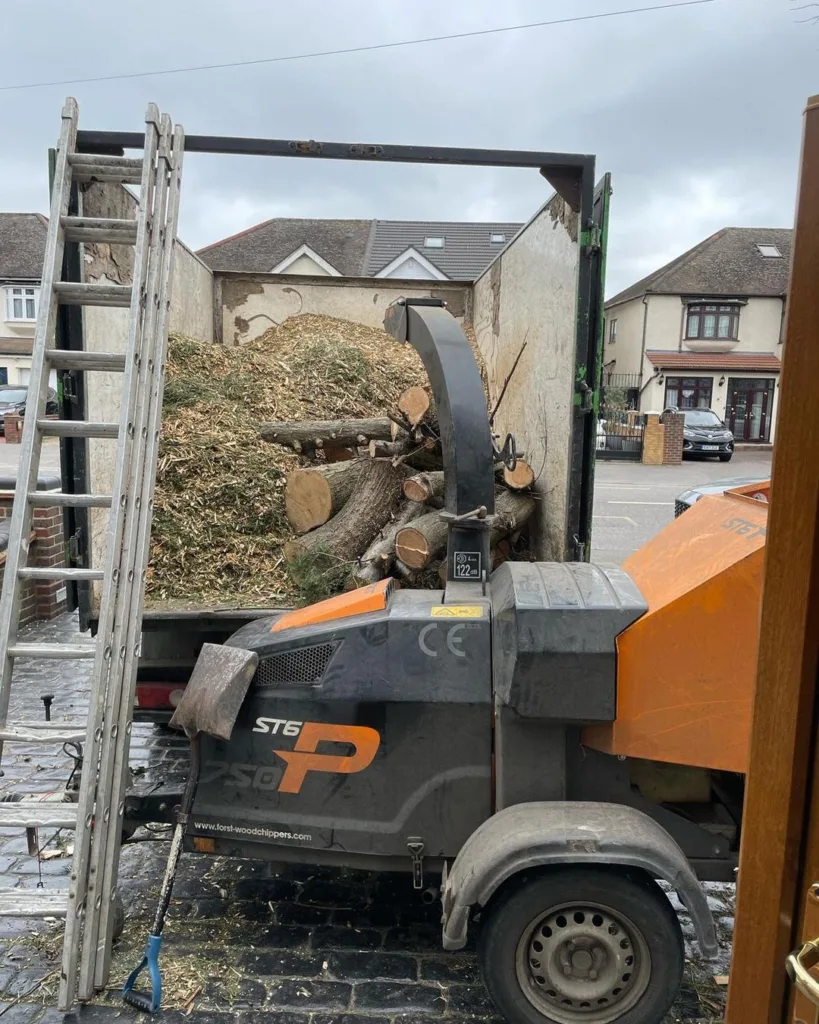 navigating the challenges of conifer management in barking chingwell