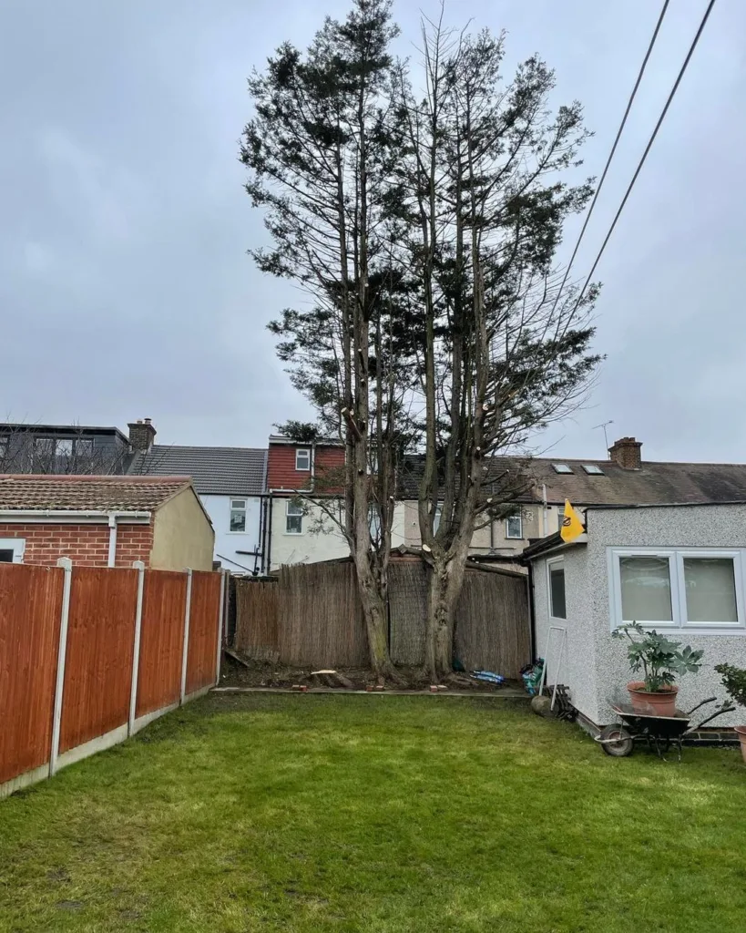 navigating-the-challenges-of-conifer-management-in-barking-chingwelltreesedrvice-uk-