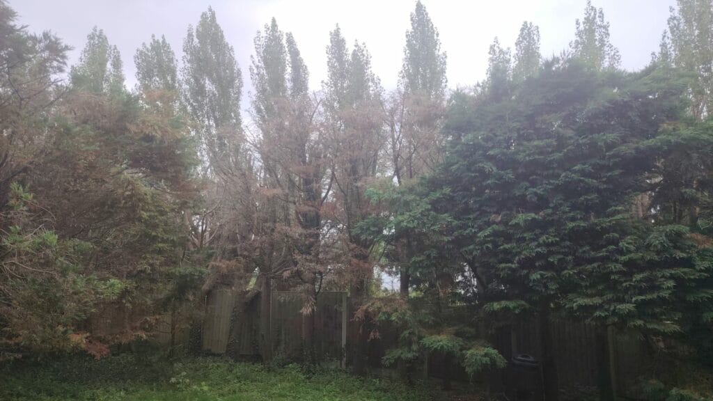 A close-up of over-pruned Leylandii and Portugese Laurels showing signs of stress and poor foliage health