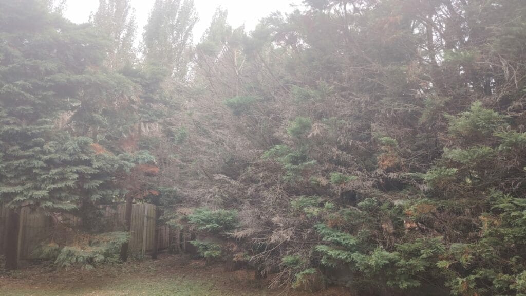 A wide view of damaged Leylandii and Portuguese laurels in a garden, highlighting the negative effects of poor pruning