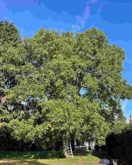 Big Walnut Tree Job (1)