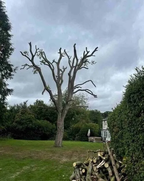 Big Walnut Tree Job Reduction