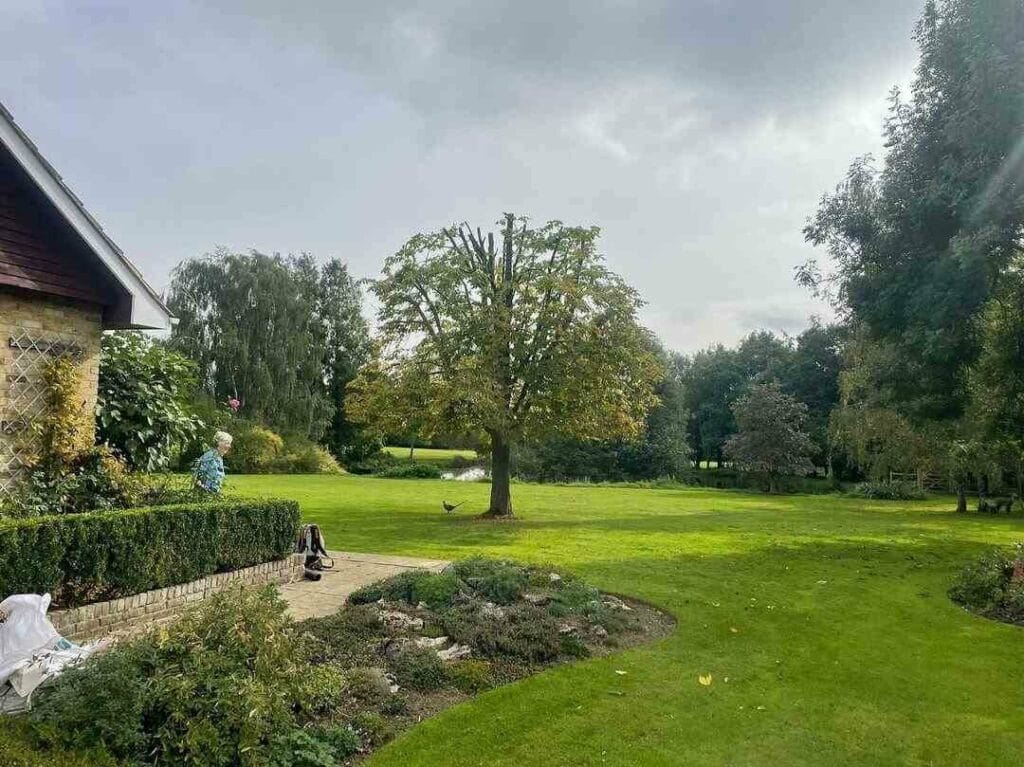 Chesnut Tree Reduced in Esse