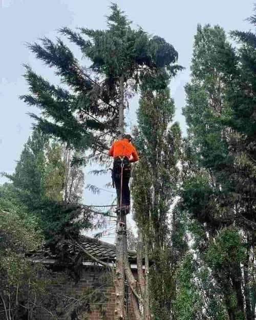 Climbing A Conifer Tree