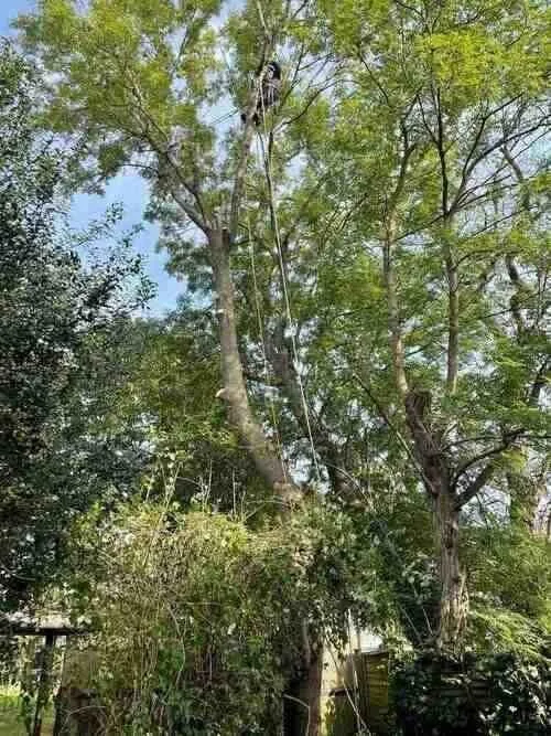 Conifer Tree Loads