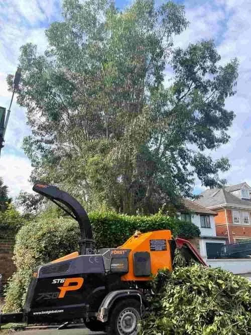 Eucalyptus Tree With Wood Chipper