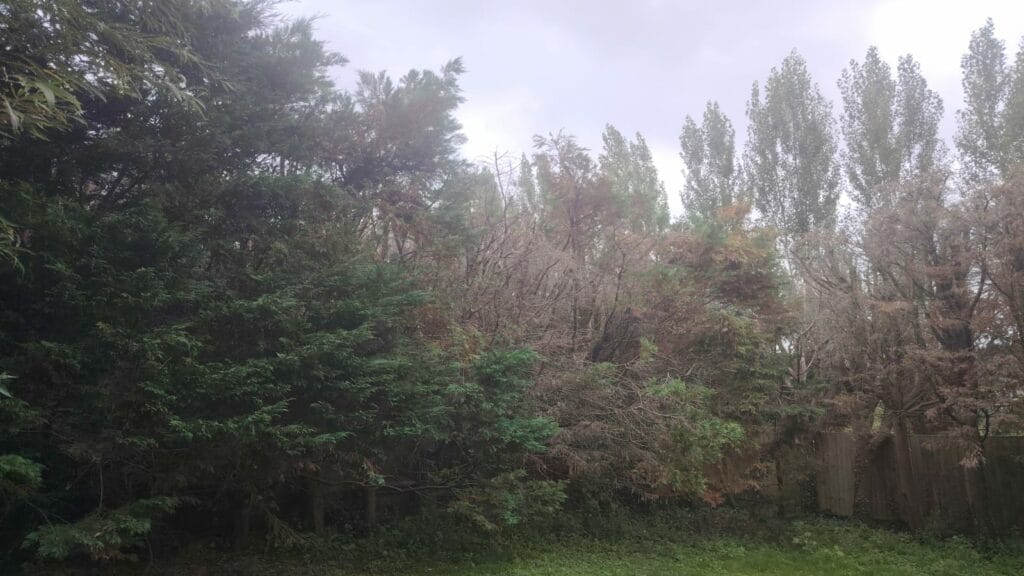 Over-pruned Leylandii and Portuguese laurel trees with significant browning and dieback in a residential garden