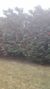 Portuguese laurels and Leylandii's