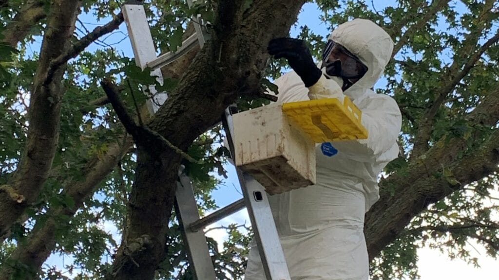 Chigwell Tree Services 🌳 | Expert Tree Surgeons in Essex & East London