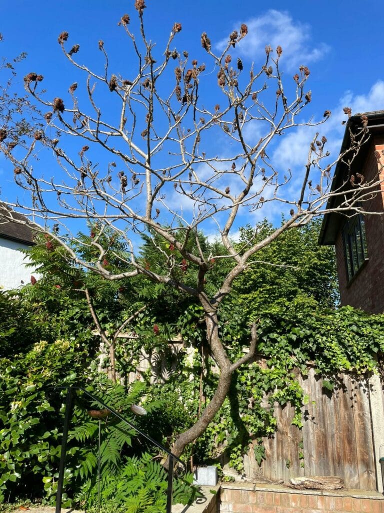 Tree For Removsal with Rotten Stump
