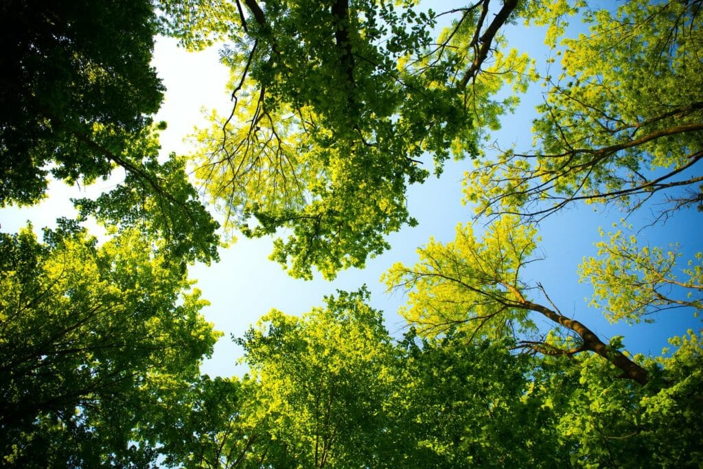 Tree Cover