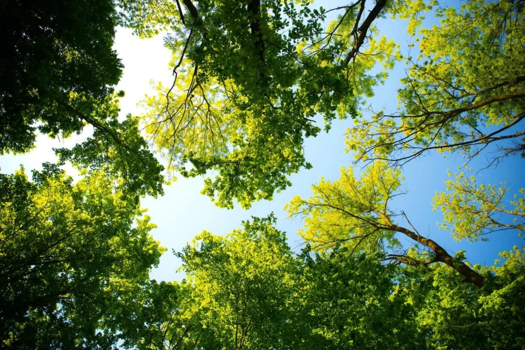Tree Cover