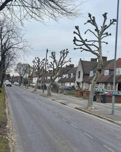 Tree Pollar