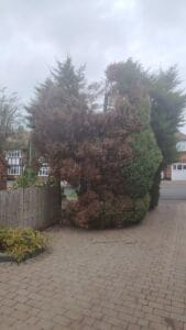 Unhealthy Leylandii and Portugese Laurels