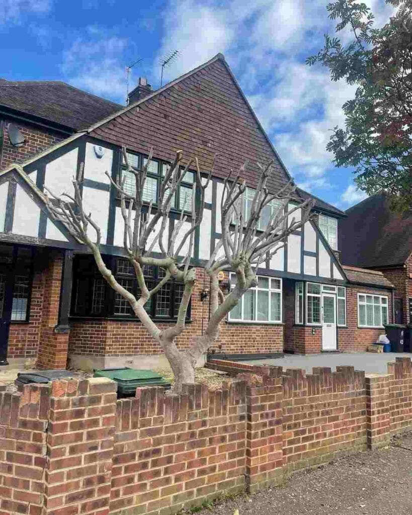 Walnut Tree Chigwell Village Reduction