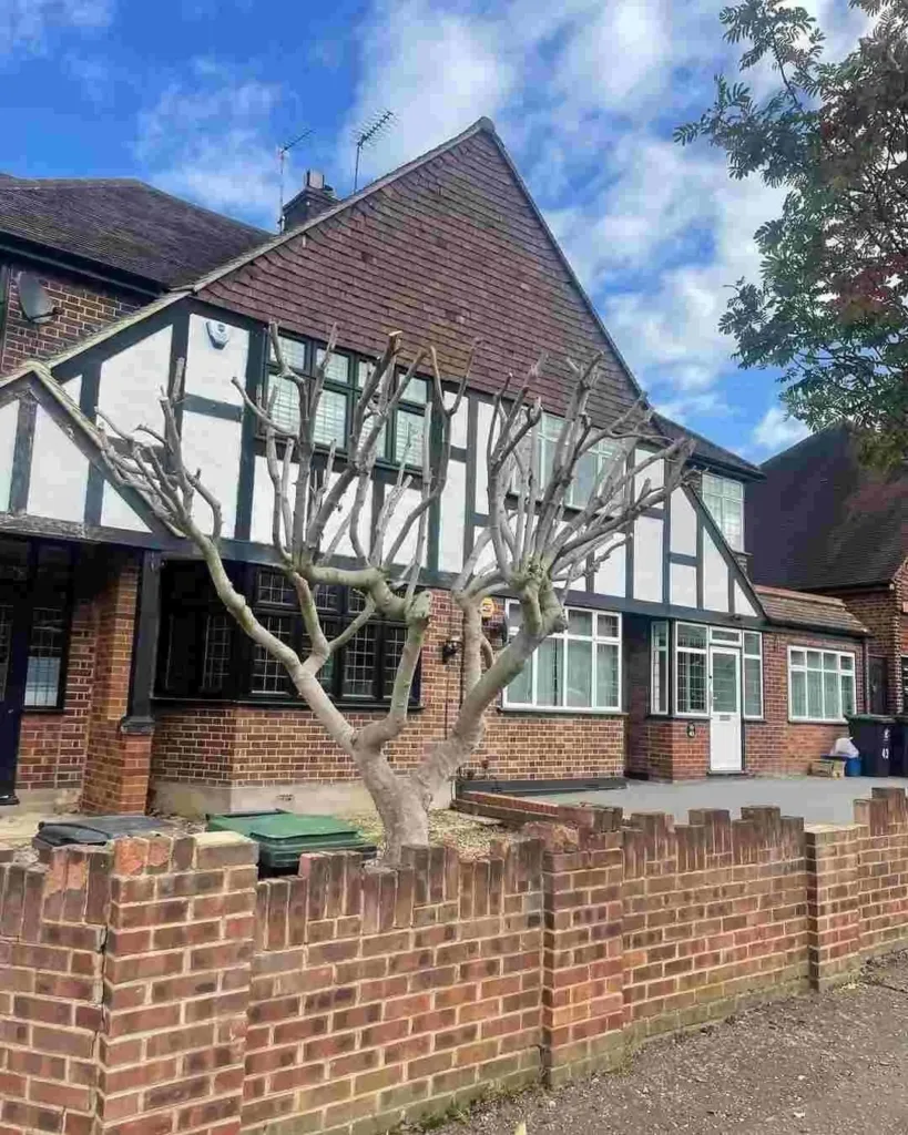 Walnut Tree Chigwell Village Reduction