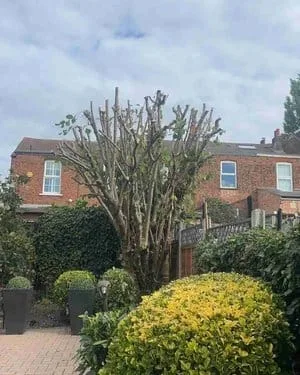 Walnut Tree Loughton Post Reduction