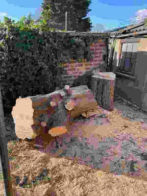 stump-grind-after
