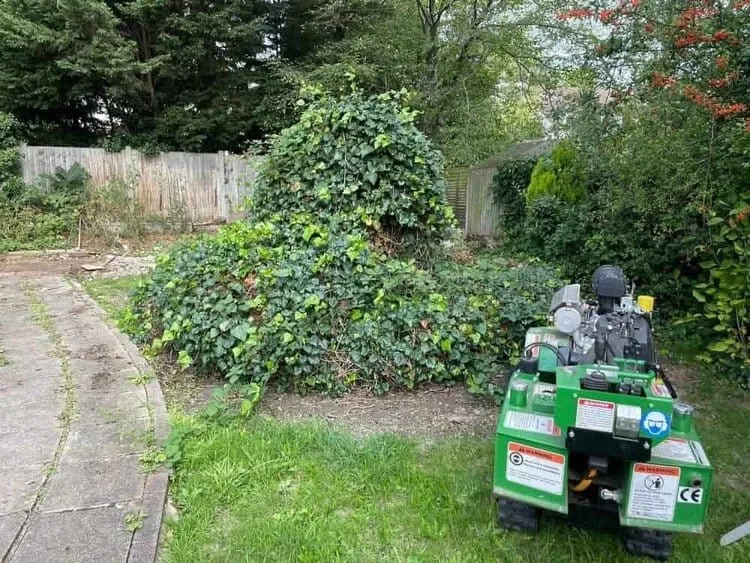 getting the very best stump busters today