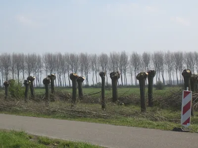 ollarded tree in an urban or conservation area