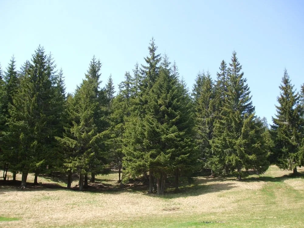 removing conifer trees a professional arborist Guide