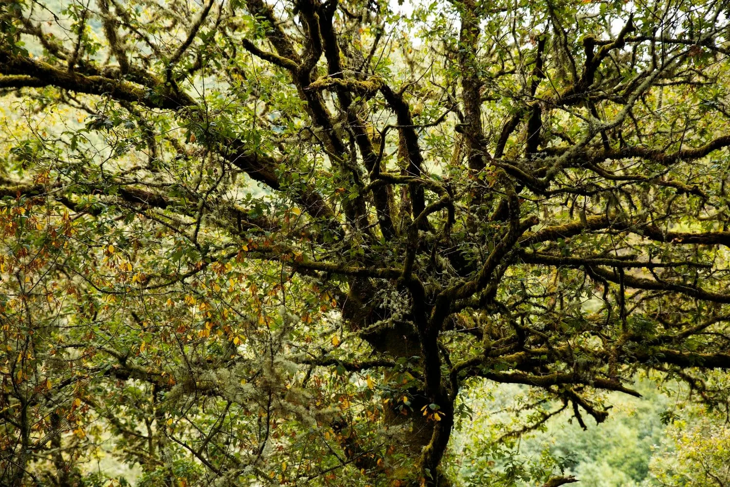 removing oak trees a professional arborist guide
