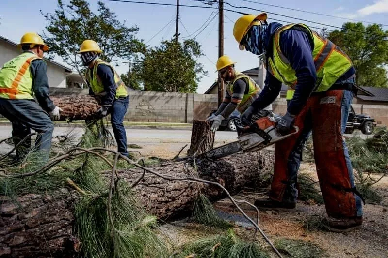 Comprehensive Environmental Management Services By ChigwellTreeServices UK