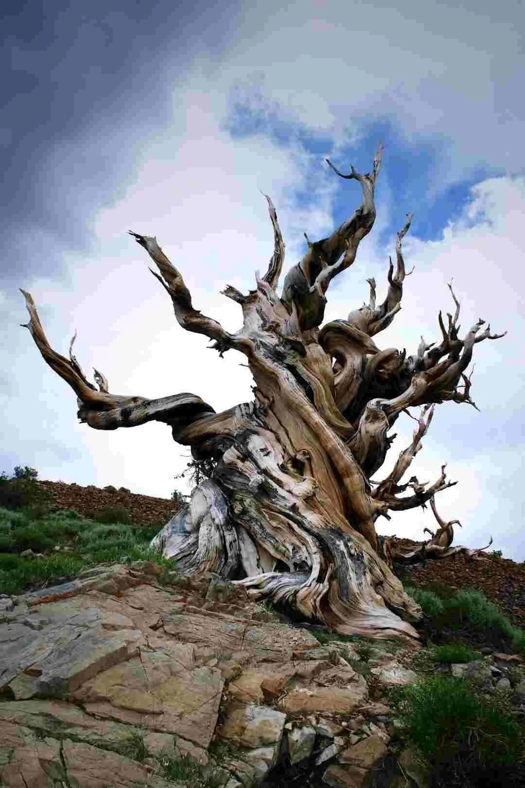Tree Pollarding Services By ChigwellTreeServices UK