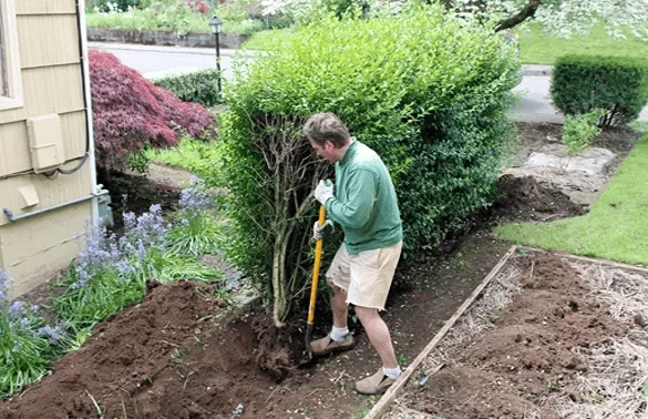 A man wearing a green long-sleeved shirt and shorts is digging with a shovel at the base of a dense green hedge, actively engaged in a hedge removal project in a residential garden.