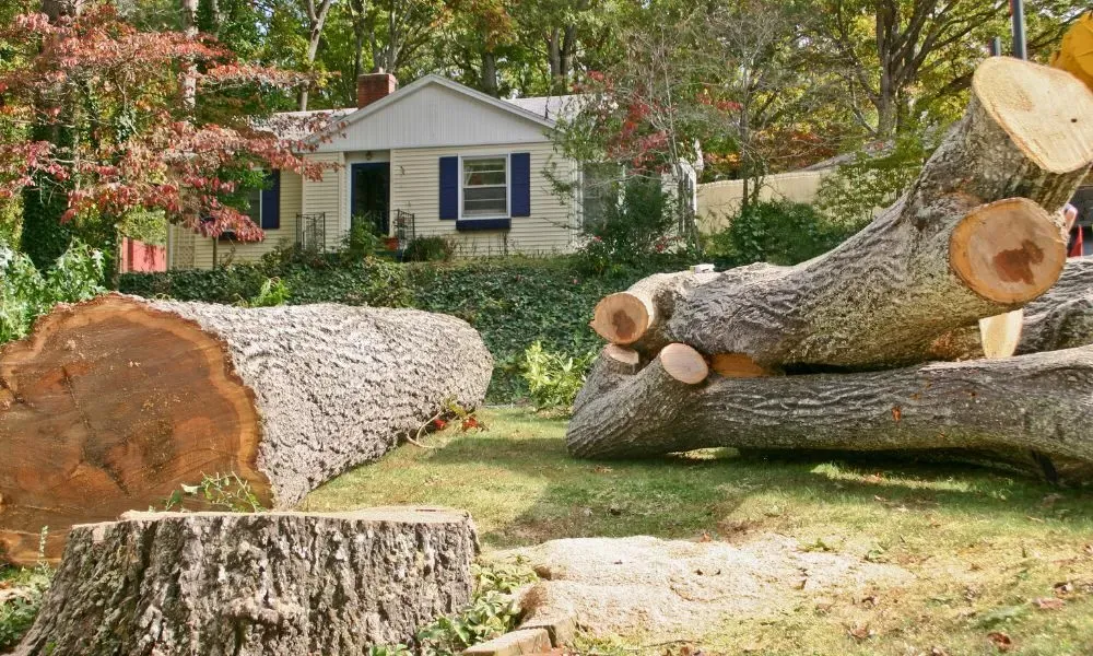Large tree trunks and a freshly cut stump in the foreground, with a house visible in the background, illustrating the results of professional tree felling performed by the expert team of Chigwell Tree Services.