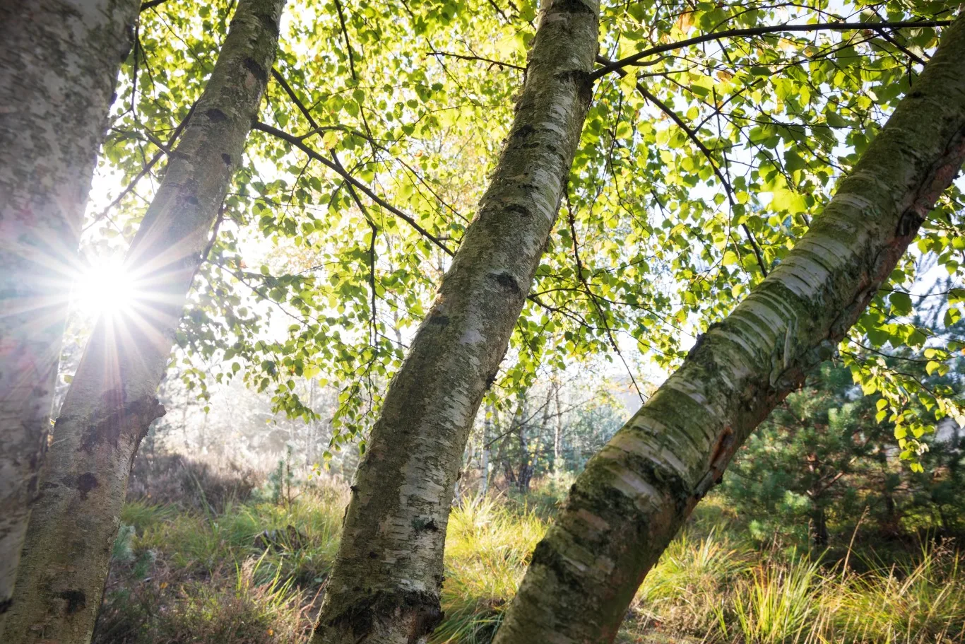 Sunlight filtering through the leaves of silver birch trees, one of the common trees in UK gardens known for supporting local wildlife.