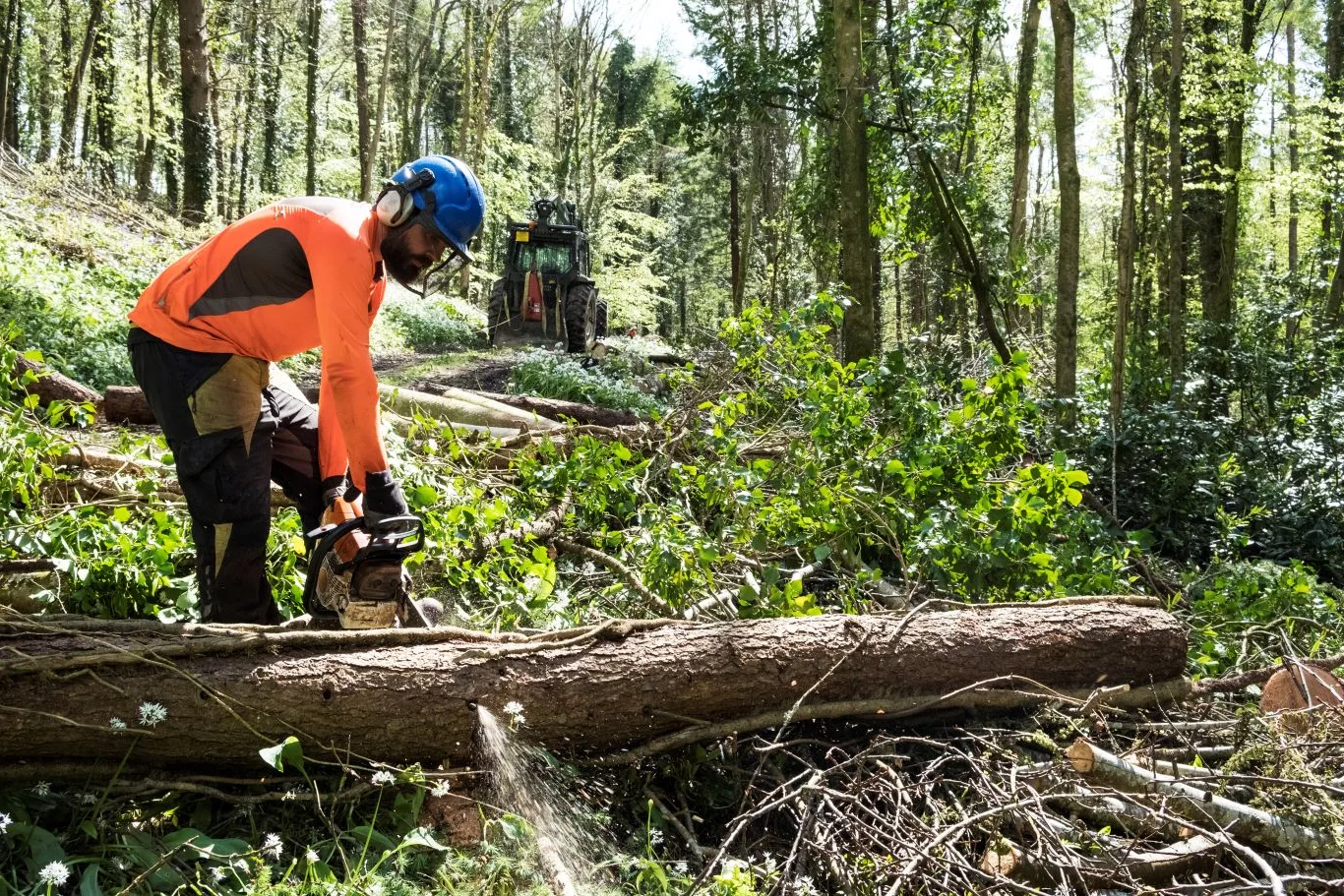 Arborist performing emergency tree services with a chainsaw to remove a fallen tree in a forested area in Essex.