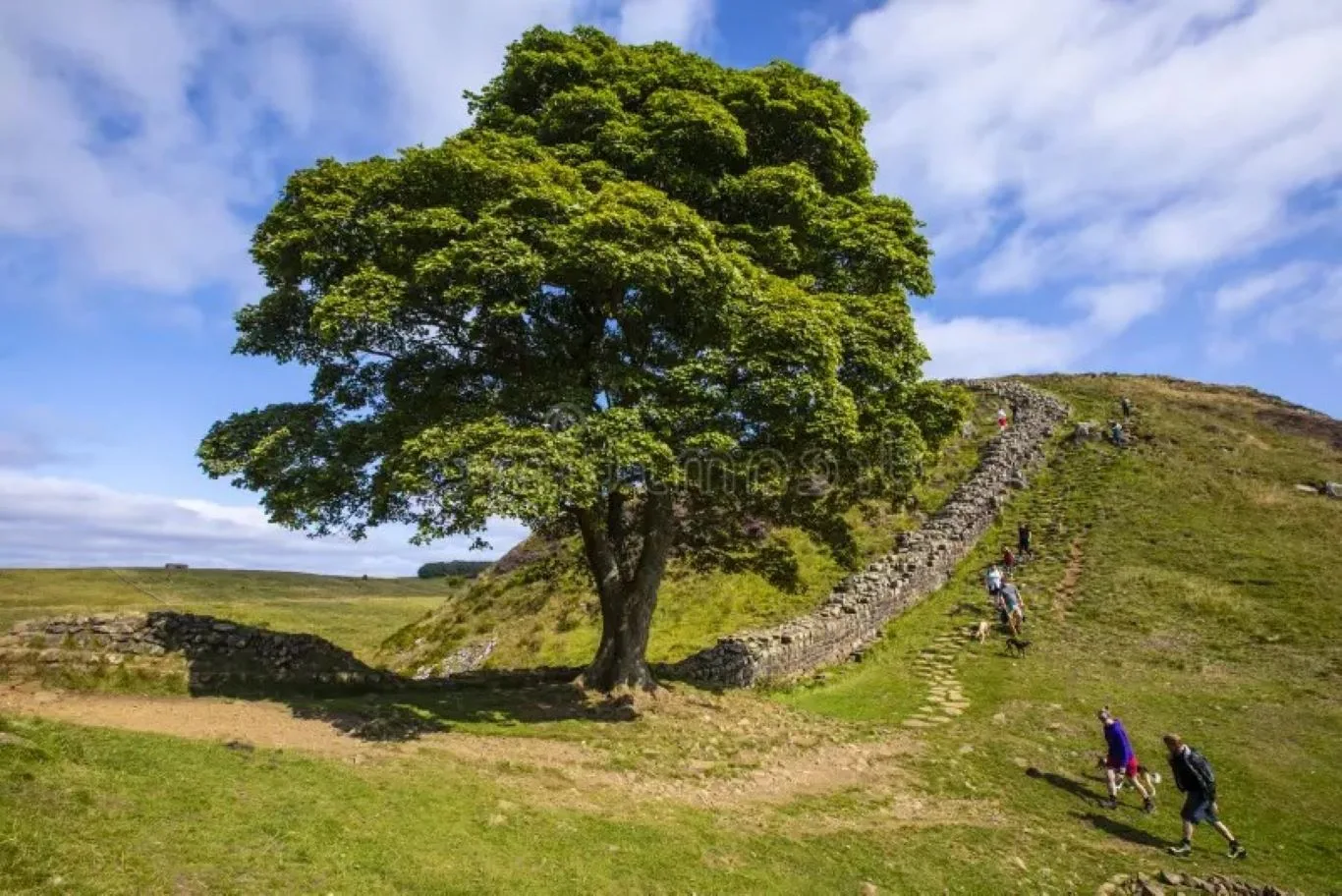 A large sycamore tree stands prominently beside a historic stone wall along a grassy hillside trail, with several hikers walking upward under a blue sky with scattered clouds — showcasing natural beauty and strength. This iconic scene visually supports the theme of facts on sycamore trees, ideal for Chigwell Tree Services’ content on sycamore tree care and preservation in the UK.