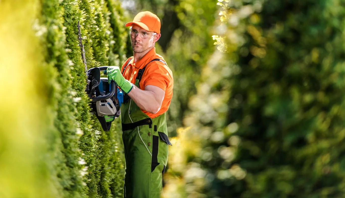 Professional gardener performing hedge trimming with a power trimmer, shaping dense green hedges in a well-maintained garden on a sunny day.