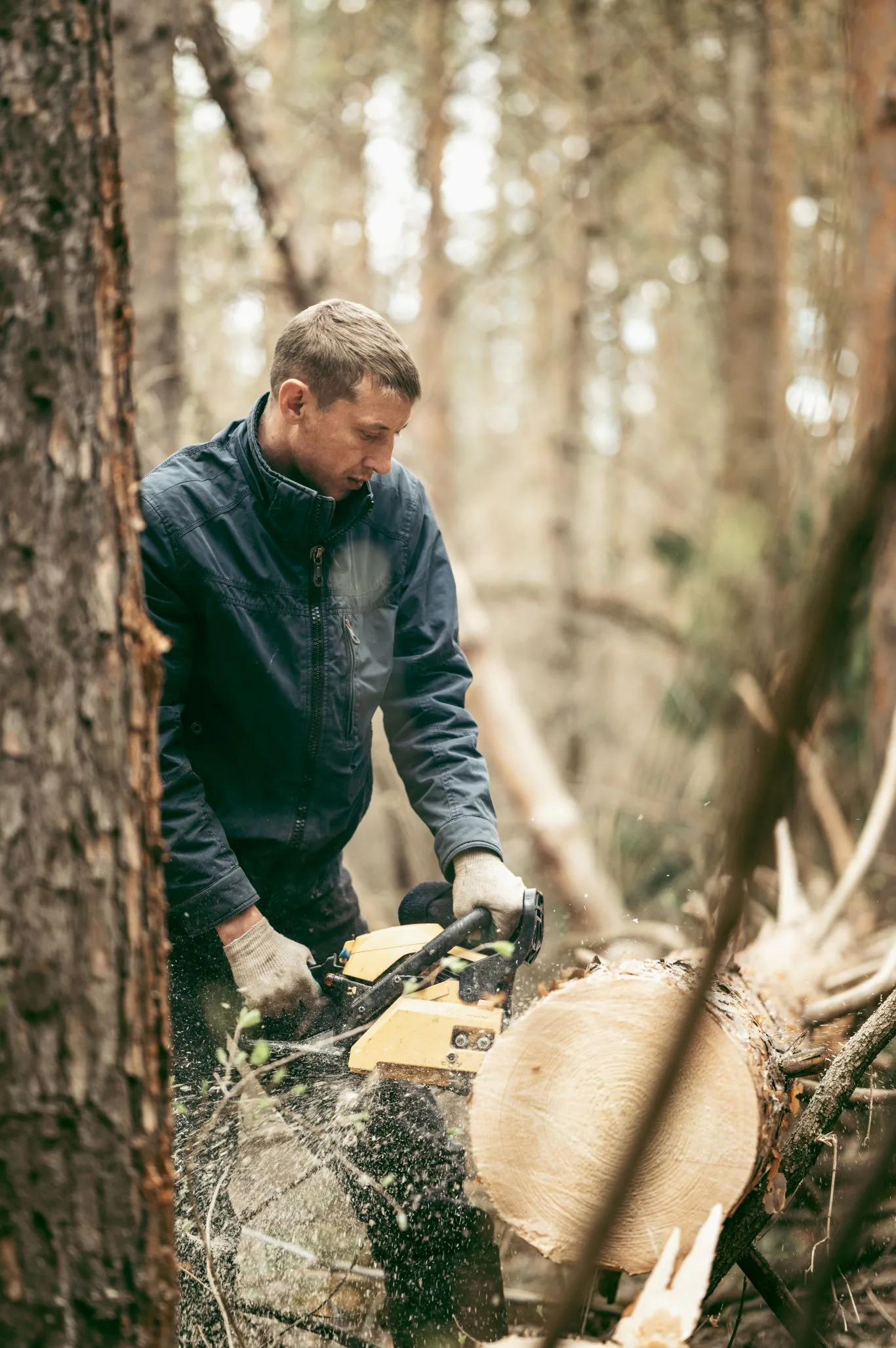 A logger, wearing a dark jacket and work gloves, operates a chainsaw to cut a felled tree trunk in a forest, demonstrating the professional tree felling services offered by Tree Surgeons in Buckhurst Hill.