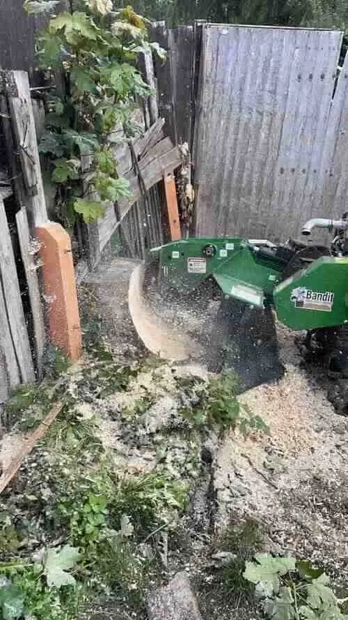 A green Bandit stump grinder is actively grinding down a tree stump, with wood chips and sawdust flying outwards, in a garden setting with wooden fences, demonstrating a common task performed by Tree Surgeons in East London.