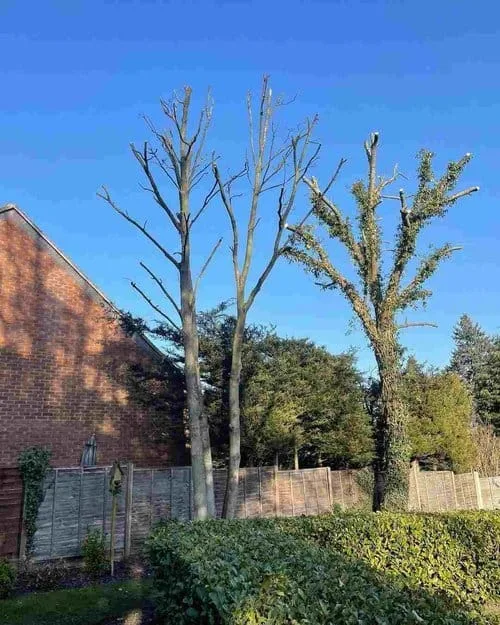Three large trees with significantly pruned branches, one still partially covered in ivy, stand tall against a clear blue sky behind a lush green hedge and a fence, illustrating substantial tree reduction work carried out by Tree Surgeons in Epping.