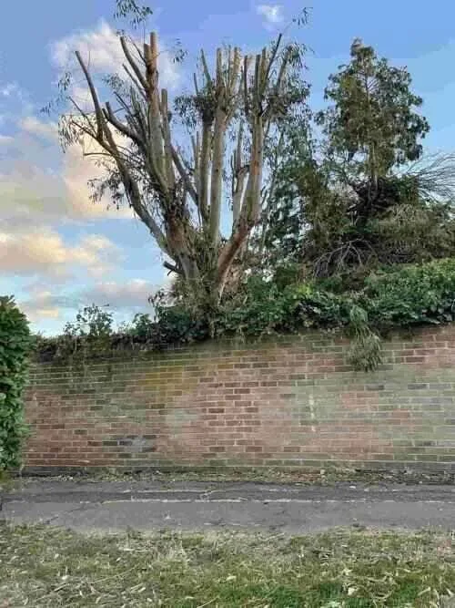 A severely pollarded tree with numerous trimmed branches stands behind a weathered brick wall and overgrown foliage, against a cloudy sky, demonstrating significant tree reduction work performed by Tree Surgeons in Essex.