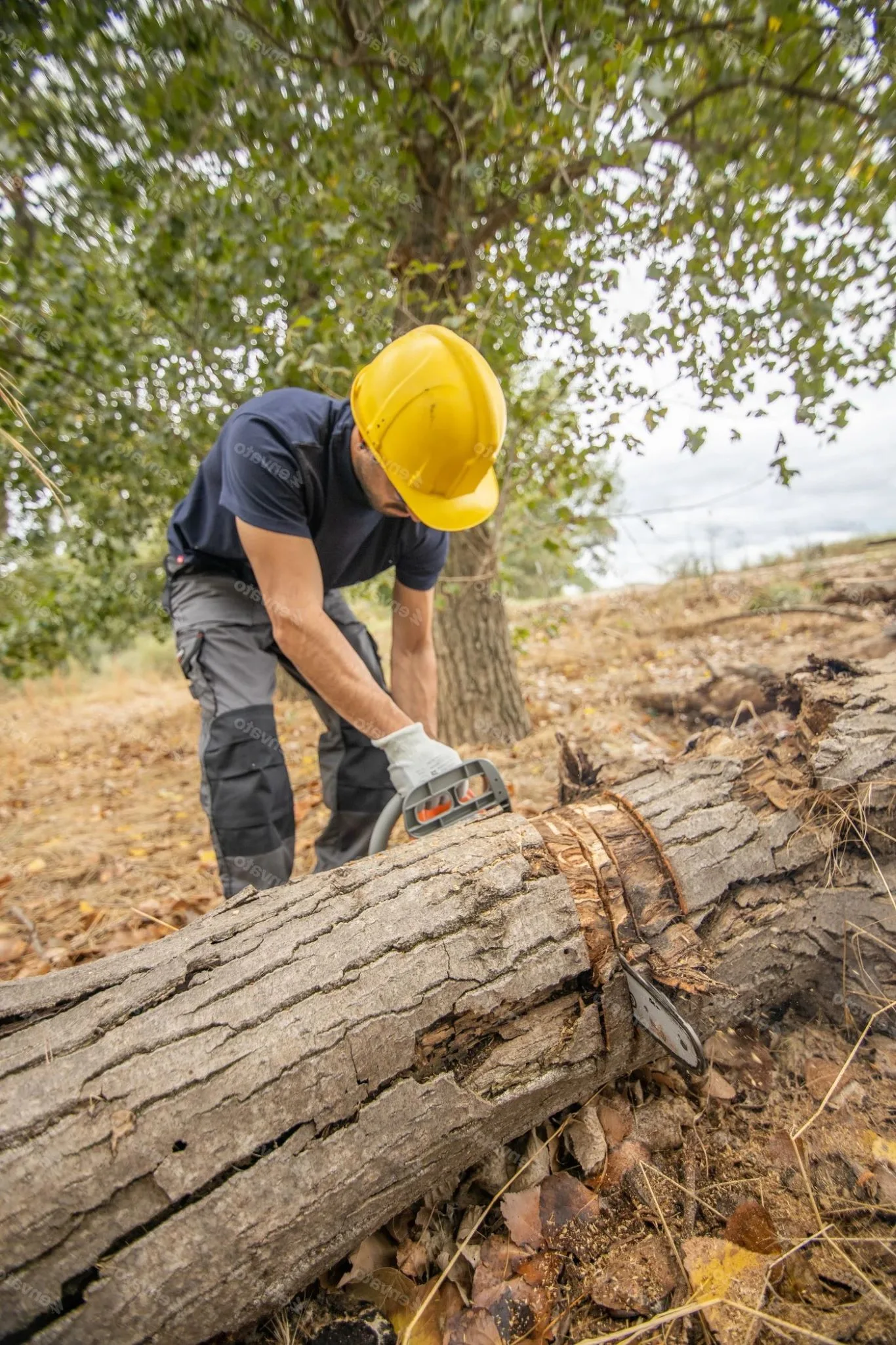 A male arborist wearing a yellow hard hat, blue t-shirt, and work trousers uses a chainsaw to cut a large fallen tree trunk into sections on the ground, with other trees and a cloudy sky in the background, demonstrating the tree felling and clearing services provided by Tree Surgeons in Leyton.