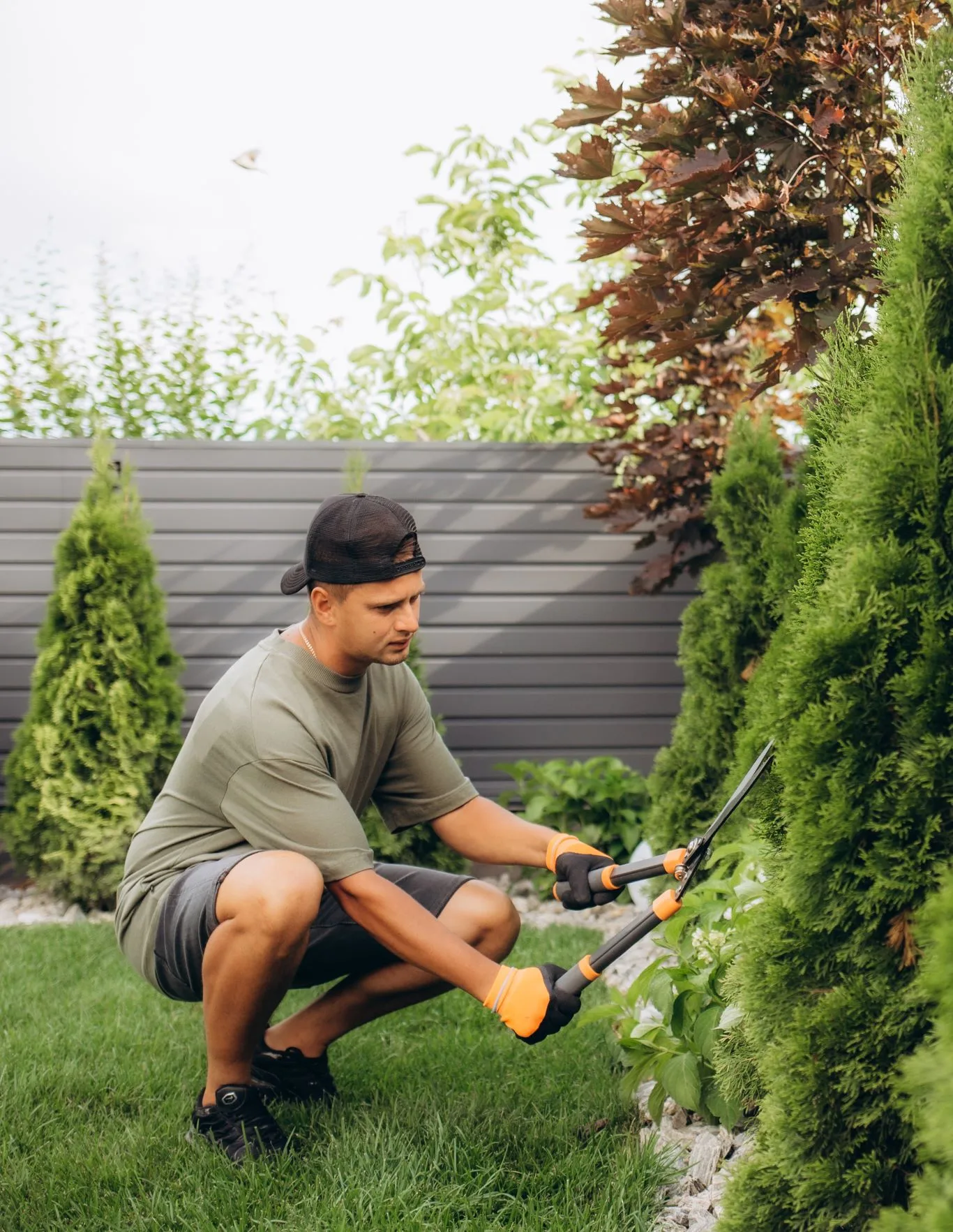 A man wearing a green t-shirt, shorts, and a baseball cap, kneels on a vibrant green lawn and meticulously prunes a tall, conical evergreen bush with large hedge shears, showcasing the precise trimming and maintenance skills offered by Tree Surgeons in Leytonstone.