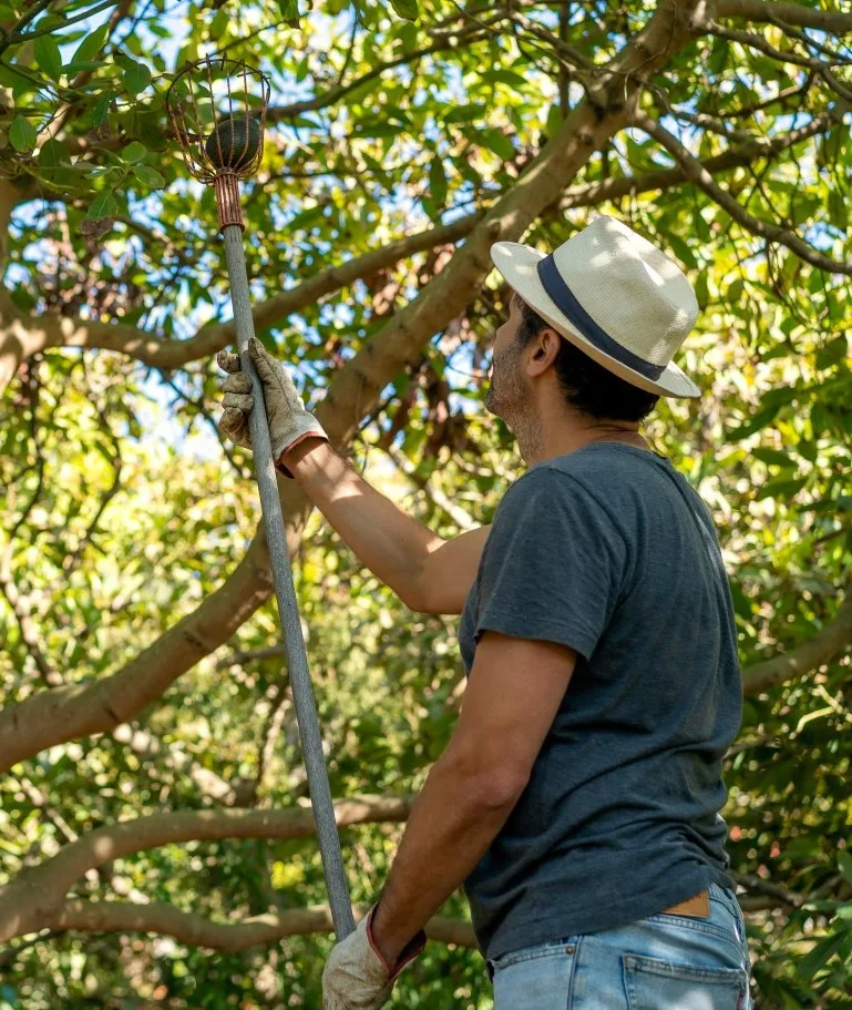 A man wearing a straw hat, grey t-shirt, and work gloves uses a fruit picker to harvest fruit from a leafy tree under a bright sky, illustrating careful tree maintenance often undertaken by Tree Surgeons in London.