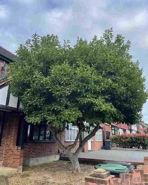 A lush, mature tree with a full green canopy stands in front of a red brick house with white windows, showing its healthy state, which is indicative of excellent care provided by Tree Surgeons in Loughton.