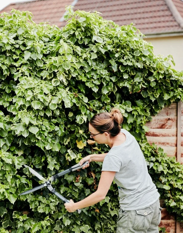 A woman with her hair in a bun and wearing a grey t-shirt and green cargo shorts is actively trimming a large, dense ivy-covered hedge with long-handled shears, demonstrating meticulous garden maintenance that complements the services of Tree Surgeons in North London.