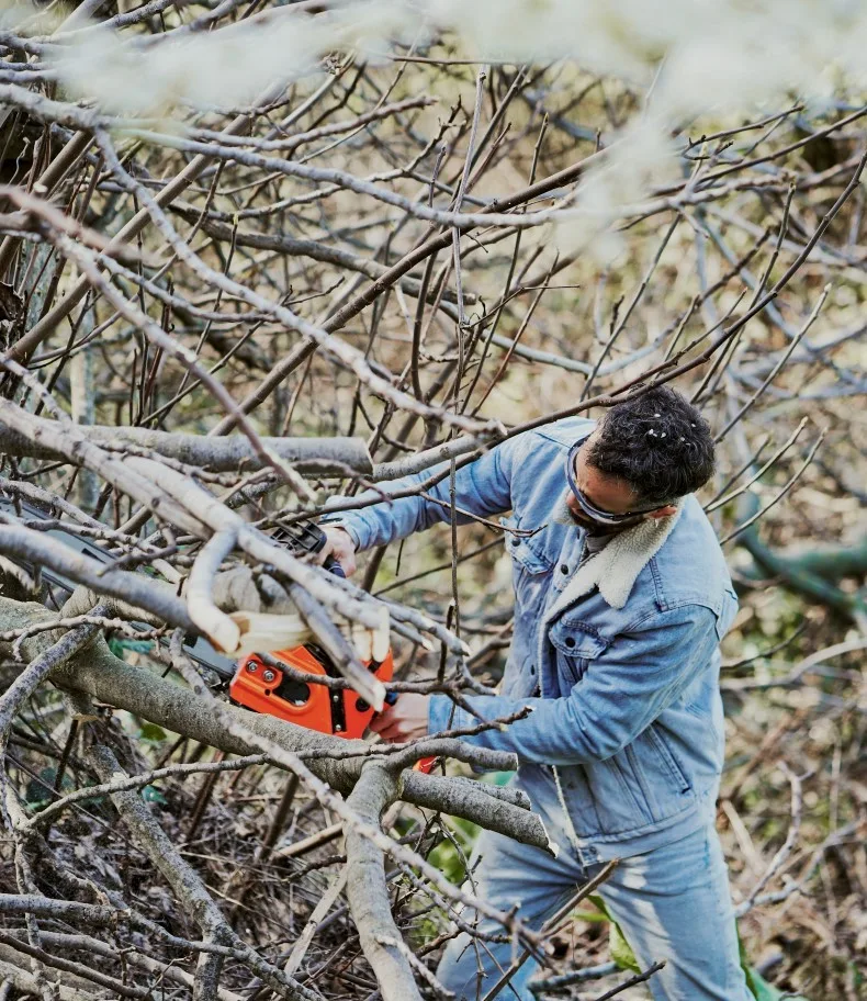 A man wearing a denim jacket and safety glasses is diligently cutting through a thick tangle of bare tree branches with an orange chainsaw, illustrating the challenging work undertaken by Tree Surgeons in Ongar.