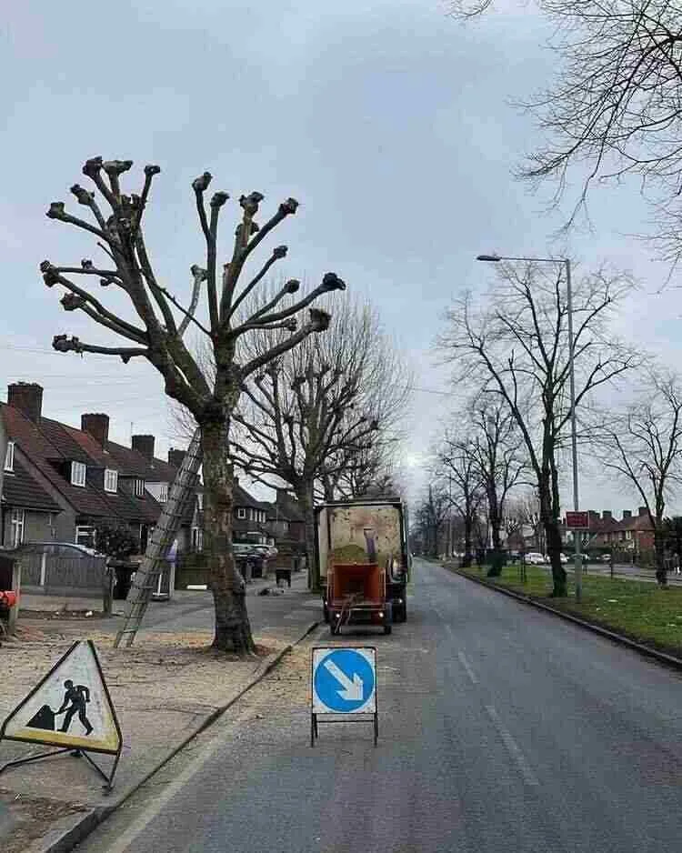 A tall, heavily pollarded tree with a ladder leaning against it stands on a pavement next to a road, with a wood chipper and a 'men at work' sign, indicating active tree maintenance by Tree Surgeons in Romford.