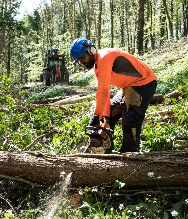 A tree surgeon, wearing a blue helmet with ear defenders and visor, an orange long-sleeved top, and work trousers, operates a chainsaw to cut a felled tree trunk into sections on a forest floor covered with green foliage and white flowers, with a tractor visible in the background, showcasing the professional work of Tree Surgeons in Stratford.