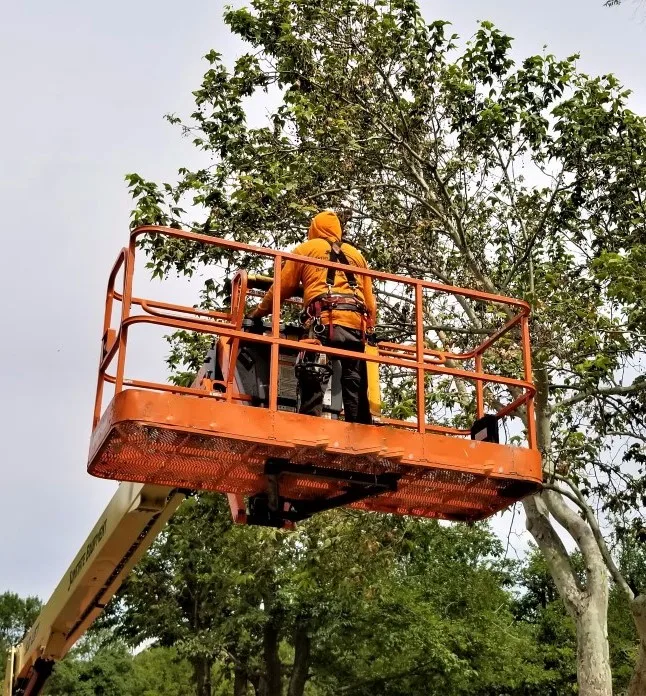 A tree surgeon in an orange hooded jacket and safety harness is elevated in an orange cherry picker, working on the upper branches of a large tree with green leaves against a grey sky, demonstrating the use of specialized equipment by Tree Surgeons in Theydon Bois.
