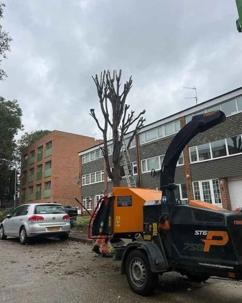 A heavily pruned tree with a ladder leaning against it stands in a residential area, with an orange and black wood chipper nearby on a paved surface, indicating recent or ongoing tree surgery by Tree Surgeons in Wanstead.