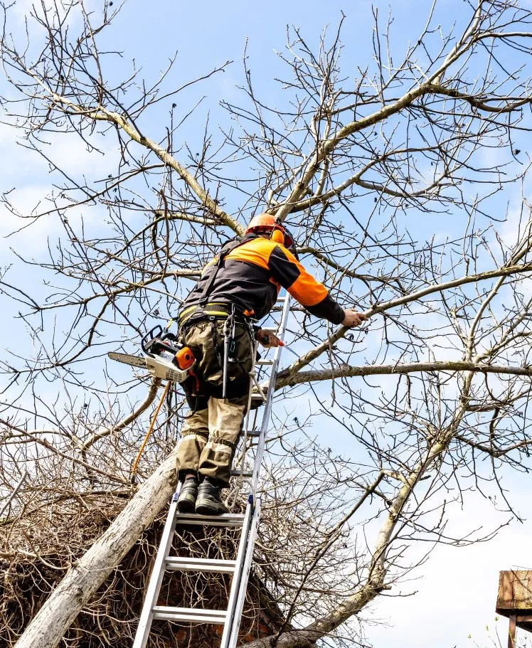 A professional tree surgeon, wearing an orange and black safety jacket, helmet with ear defenders, and safety harness, stands on a ladder propped against a bare tree, pruning branches, demonstrating the specialized work of Tree Surgeons in West Essex.