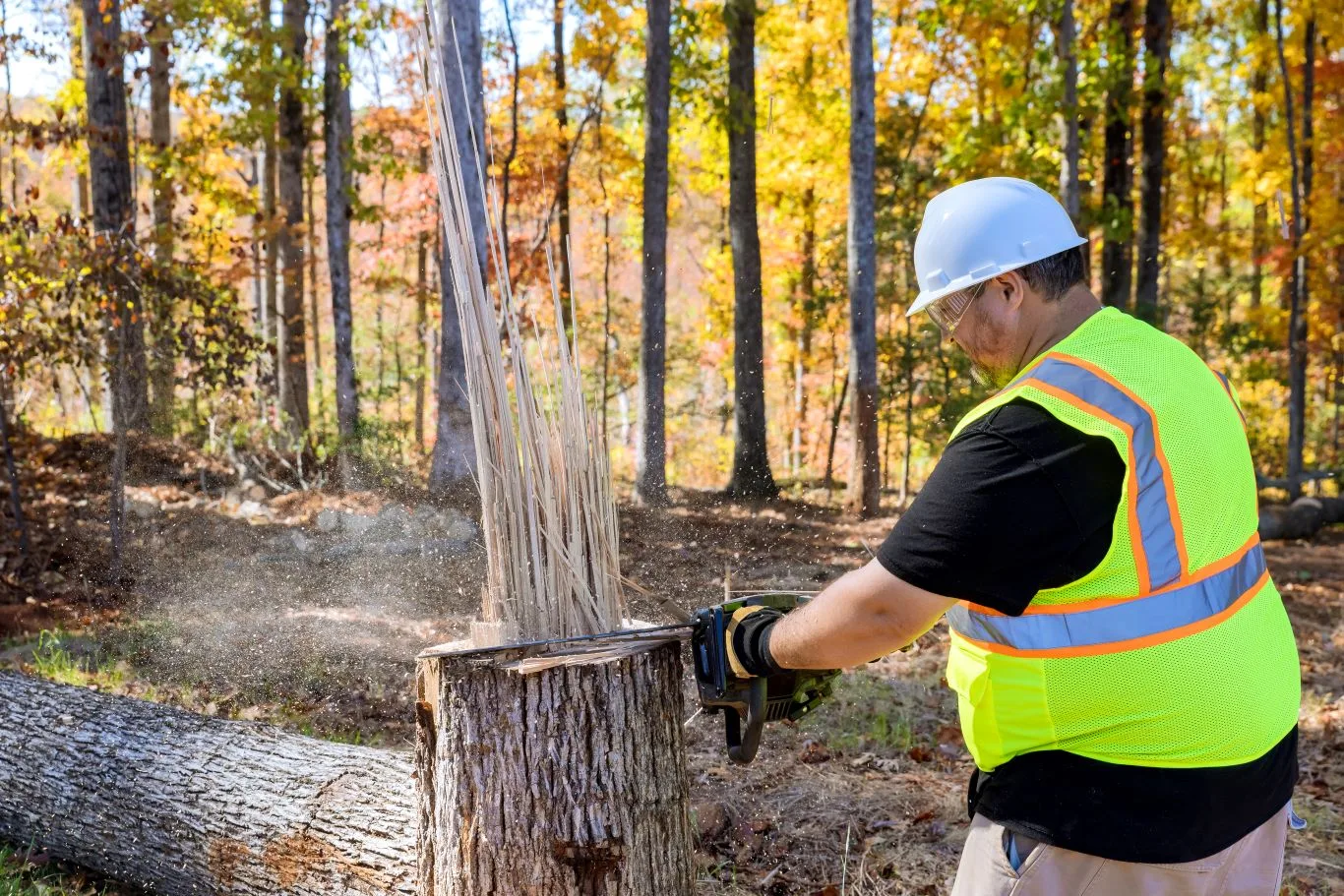 A professional arborist in safety gear using a chainsaw for tree stump removal in a wooded area during autumn, showcasing expert technique and proper equipment handling.